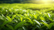 茶园茶叶特写背景图片