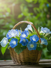 牵牛花花篮壁纸图片