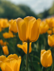 郁金香鲜花花卉壁纸