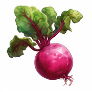 红皮萝卜蔬菜插画图片