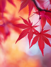 秋天枫叶背景图
