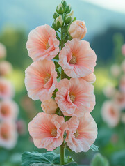 蜀葵花素材