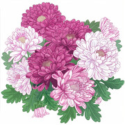 水彩菊花图插画
