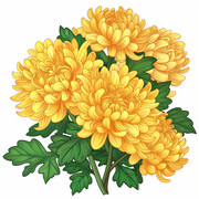 水彩菊花花卉图片