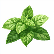 手绘薄荷植物插画