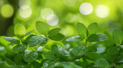 绿叶植物特写背景