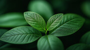 绿叶植物特写背景