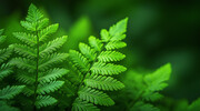 绿色蕨类植物壁纸