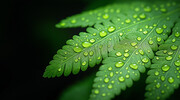 蕨类绿叶植物大图