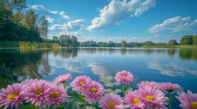 秋天盛开的湖边菊花风景高清图片素材