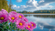 湖边的菊花风景