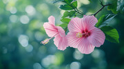 朱瑾花扶桑花高清图片素材