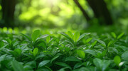 绿色的茶园风景图片