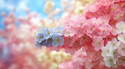 粉色花卉特写背景图片