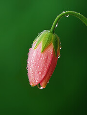 早安问候花卉壁纸