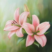 粉色百合花卉插画