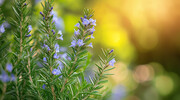 迷迭香花园风景高清图片素材