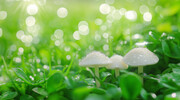 绿色清新草地蘑菇壁纸