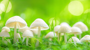 蘑菇绿草壁纸