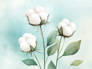 水彩棉花果实插画图片