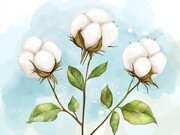 棉花植物插画图片