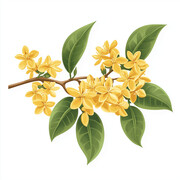 桂花花卉插画素材