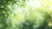唯美清新绿色竹叶背景