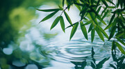 竹叶背景高清图片