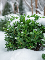 冬天下雪后的灌木绿植图片