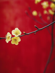 黄梅花红色背景