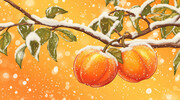 雪中柿子插画冬至海报背景图片