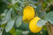 ����ͼƬ