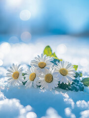 ѩ���ϵĳ��ո���ͼƬ