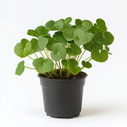 ��ɫ����ֲ��ͼƬ
