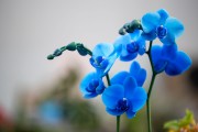 ���ŵ���ɫ����