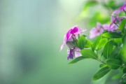 ���µ��ŵķ�ɫ������