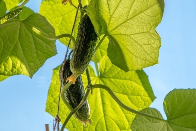 黄瓜种植黄瓜图片素材