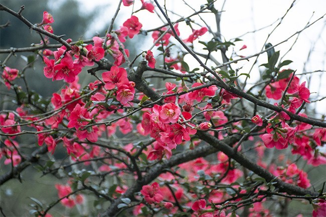 春季出游赏海棠花图片