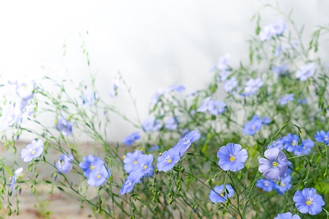 ���������µ���ɫС������ֲ��ͼƬ