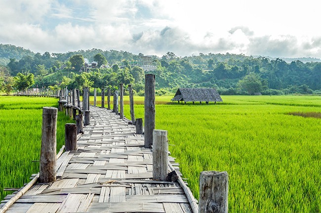 田野自然风景图片