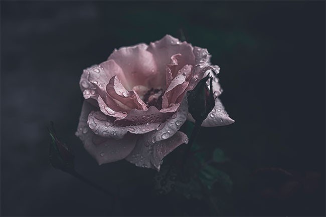 ����ˮ��ķۺ�õ��ͼƬ