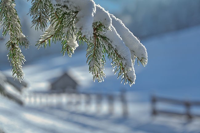 积雪压弯的树枝图片高清