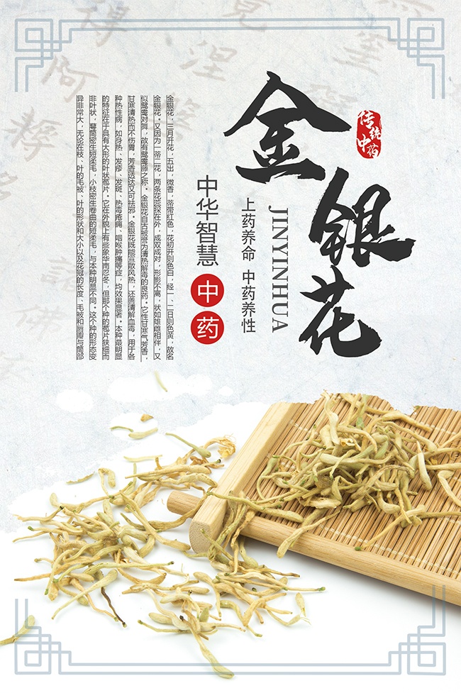 中药文化金银花科普海报图片素材