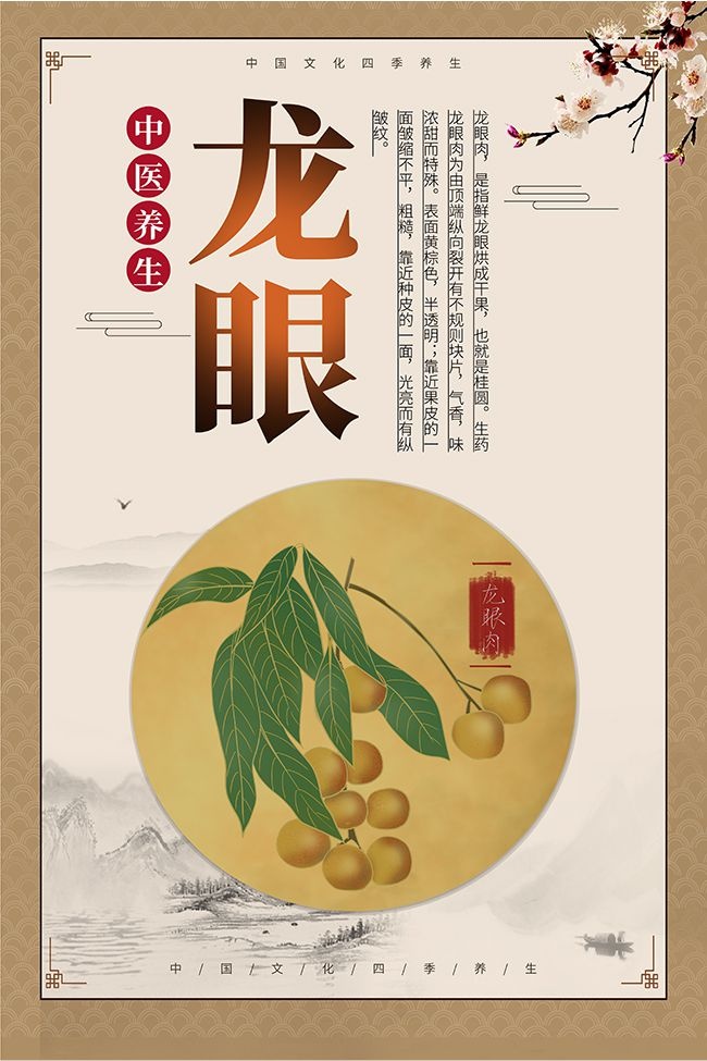 中医养生药材龙眼药理知识海报