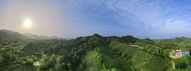 宽幅日出茶园全景图