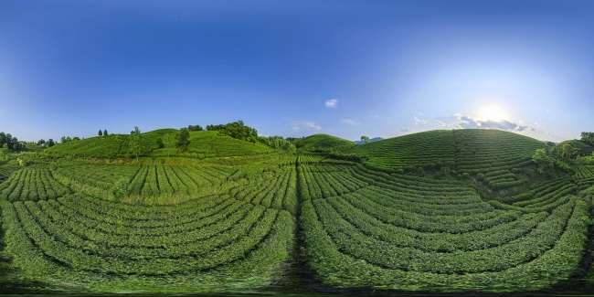 720度绿色茶园风光全景