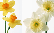 水仙花大图