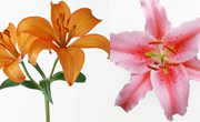 百合花图片4张