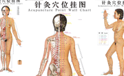 针炙穴位挂图