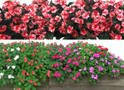 鲜花PSD素材